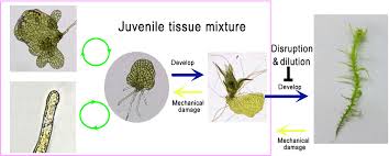 Attēlu rezultāti vaicājumam “Sphagnum palustre sporophyte”