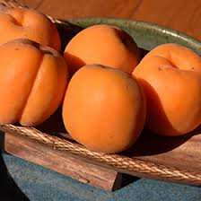 Attēlu rezultāti vaicājumam “Prunus armeniaca”