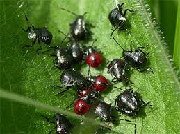 Attēlu rezultāti vaicājumam “Picromerus bidens”