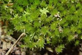 Attēlu rezultāti vaicājumam “Bryum rubens”