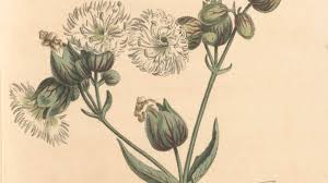 Attēlu rezultāti vaicājumam “Silene wolgensis”