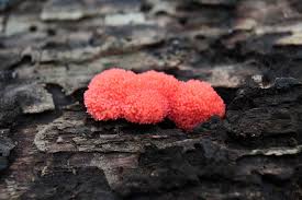 Attēlu rezultāti vaicājumam “Tubifera ferruginosa (subsp. ferruginosa)”