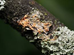 Attēlu rezultāti vaicājumam “Erythricium aurantiacum”