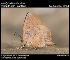 Attēlu rezultāti vaicājumam “Theclinae”