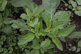 Attēlu rezultāti vaicājumam “Amaranthus retroflexus leaf”