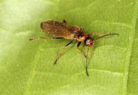 Attēlu rezultāti vaicājumam “Cantharis figurata”