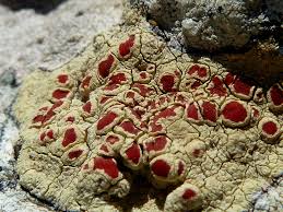 Attēlu rezultāti vaicājumam “Bryum funkii”