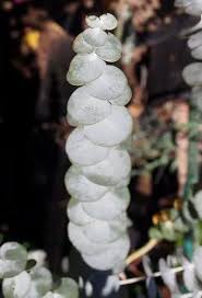 Attēlu rezultāti vaicājumam “Betula nana female flower”