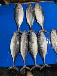 Image result for Euthynnus affinis