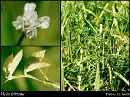 Attēlu rezultāti vaicājumam “Vicia hirsuta flower”