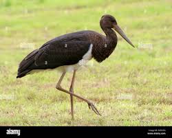 Attēlu rezultāti vaicājumam “Ciconia ciconia juvenile”