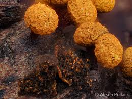 Attēlu rezultāti vaicājumam “Physarum auriscalpium young”