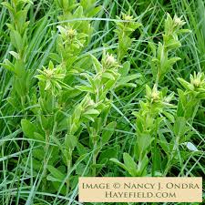 Attēlu rezultāti vaicājumam “Lophozia capitata”