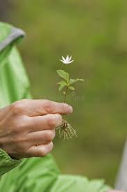 Attēlu rezultāti vaicājumam “Trientalis europaea bud”