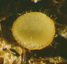 Attēlu rezultāti vaicājumam “Octospora splachnophila spores”