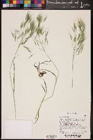 Attēlu rezultāti vaicājumam “Anisantha tectorum fruit”