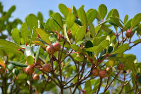 Attēlu rezultāti vaicājumam “Exobasidium uvae-ursi”