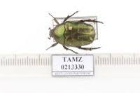 Attēlu rezultāti vaicājumam “Potosia cuprea”