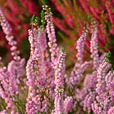 Attēlu rezultāti vaicājumam “Calluna vulgaris fruit”