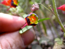 Attēlu rezultāti vaicājumam “Tropaeolaceae”