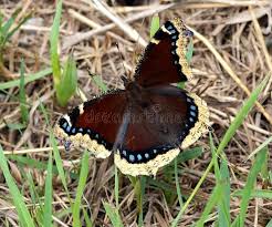 Attēlu rezultāti vaicājumam “Nymphalis antiopa upperside”