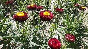 Image result for Strohblume
