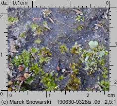 Attēlu rezultāti vaicājumam “Riccia cavernosa”