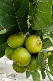 Attēlu rezultāti vaicājumam “Carex dioica fruit”