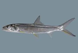 Image result for Elops saurus