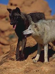 Attēlu rezultāti vaicājumam “Canis lupus”