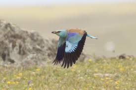 Attēlu rezultāti vaicājumam “Coracias garrulus”