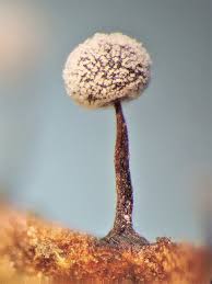 Attēlu rezultāti vaicājumam “Didymium aggregatum macro”