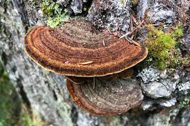 Attēlu rezultāti vaicājumam “Phellinus pini”