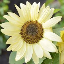 Image result for Helianthus annuus