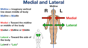Image result for body midline