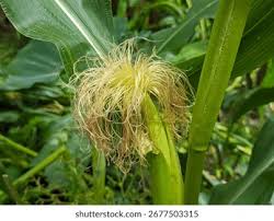 Attēlu rezultāti vaicājumam “Zea mays female flower”