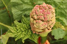 Attēlu rezultāti vaicājumam “Rheum rhabarbarum”