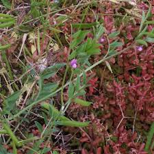 Attēlu rezultāti vaicājumam “Vicia lathyroides leaf”