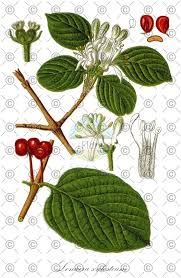 Attēlu rezultāti vaicājumam “Lonicera xylosteum flower”