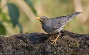 Image result for Turdus ruficollis