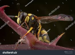 Attēlu rezultāti vaicājumam “Eumenes sp.”