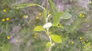 Attēlu rezultāti vaicājumam “Polygala vulgaris leaf”