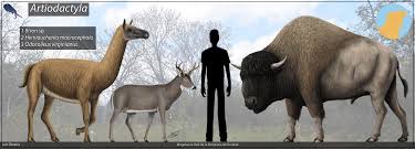Attēlu rezultāti vaicājumam “Artiodactyla”