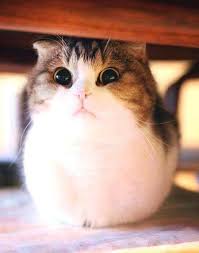 Image result for lulcatz