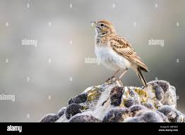 Image result for Calandrella brachydactyla