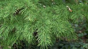 Attēlu rezultāti vaicājumam “Larix decidua”