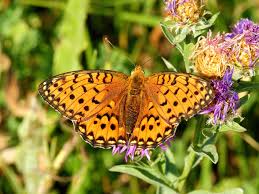 Attēlu rezultāti vaicājumam “Argynnis aglaja underside”