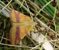 Attēlu rezultāti vaicājumam “Lythria cruentaria”