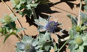 Attēlu rezultāti vaicājumam “Eryngium maritimum leaf”
