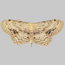 Attēlu rezultāti vaicājumam “Idaea dimidiata”